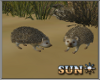 !SR!  Desert  HedgeHog