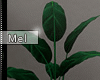 Mel*Room Plant