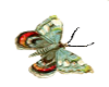 grn butterfly 2