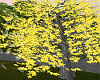 Yellow Sakura Flower Tre