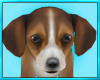 Beagle Puppy Dog