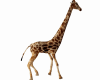 Savannah Giraffe Walking