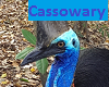 Cassowary 1