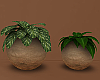 RN Potted Plants