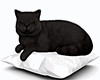 RADIO CAT