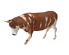 Brown Dairy Cow