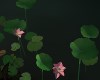 Pond Lotus Bunch
