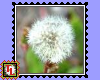 dandelion biggie stamp