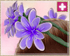 spring  crown P