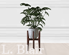Plant | V10