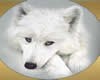 White Wolf Tattoo (M)