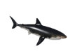 Grey Shark