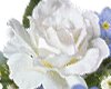 Flowering white rose