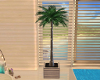Poolhouse Indoor Palm