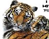 Tiger Cub Love