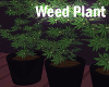 Weed Plants