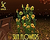 SC Sunflowers