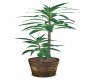 POTTED  LEAFY  PLANT