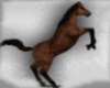 Wild Mustang Horse
