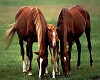 Nurturing horses