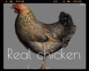 *Real chicken