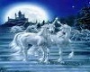 unicorns by night