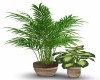 2 Potted Plants