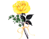Single Yellow Rose