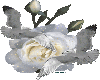 (G) White rose+doves
