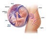 {ALC}5 Month Fetus(Girl)