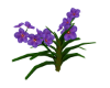 ! purple flower !