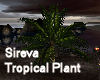 Sireva Tropical Plant