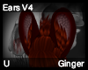 Ginger Ears V4