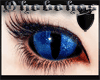 Blue Cat Saphire Eye