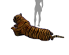 Royal Tiger Pet