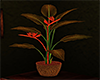 e Bohemian Plant