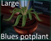 (OD) Blues potplant