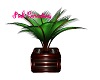 Sweet Tropics Plant #2