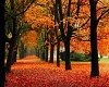 Fall Trees Pathway Pic