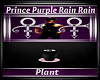 Prince Purple Rain Plant