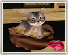  (O) Kitty In a Basket