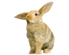 Floppy Ear Easter Bunny