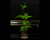 Japanese Plant