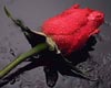 [PG] Rosa Roja