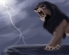 Lion Roars