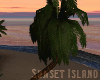 Sunset Palm Swing