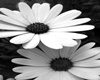 [Anni]White flower