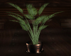 [CI]After Hrs Plant 5