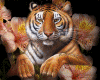 Tiger11