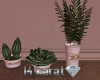 Glamor Indoor plants set